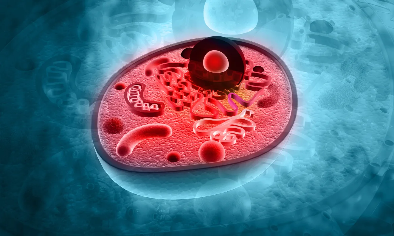 Unlocking the Power of Cellular Respiration: How Red Light Enhances ATP Energy Production